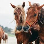 Two bay horses standing next to each other on the beach.